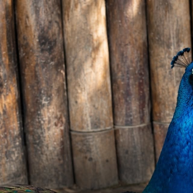 Pavão na fazendinha do Upã Moña (Instagram)